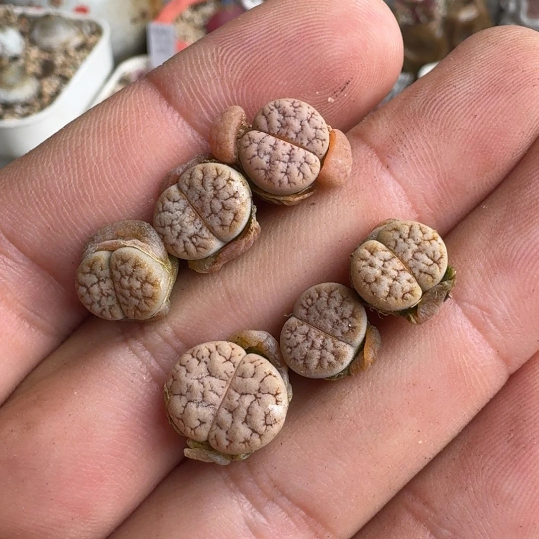 明*病K904189杂拿铁回交