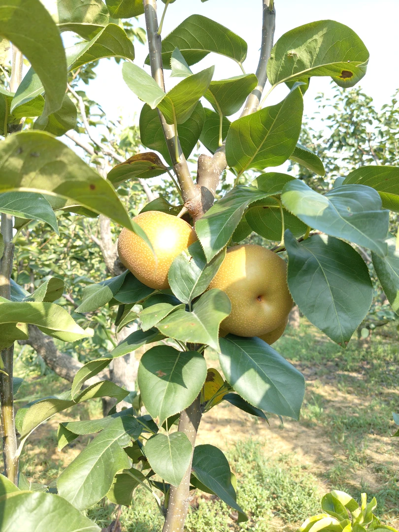 秋月梨，果园直发新鲜水果脆甜爆汁。