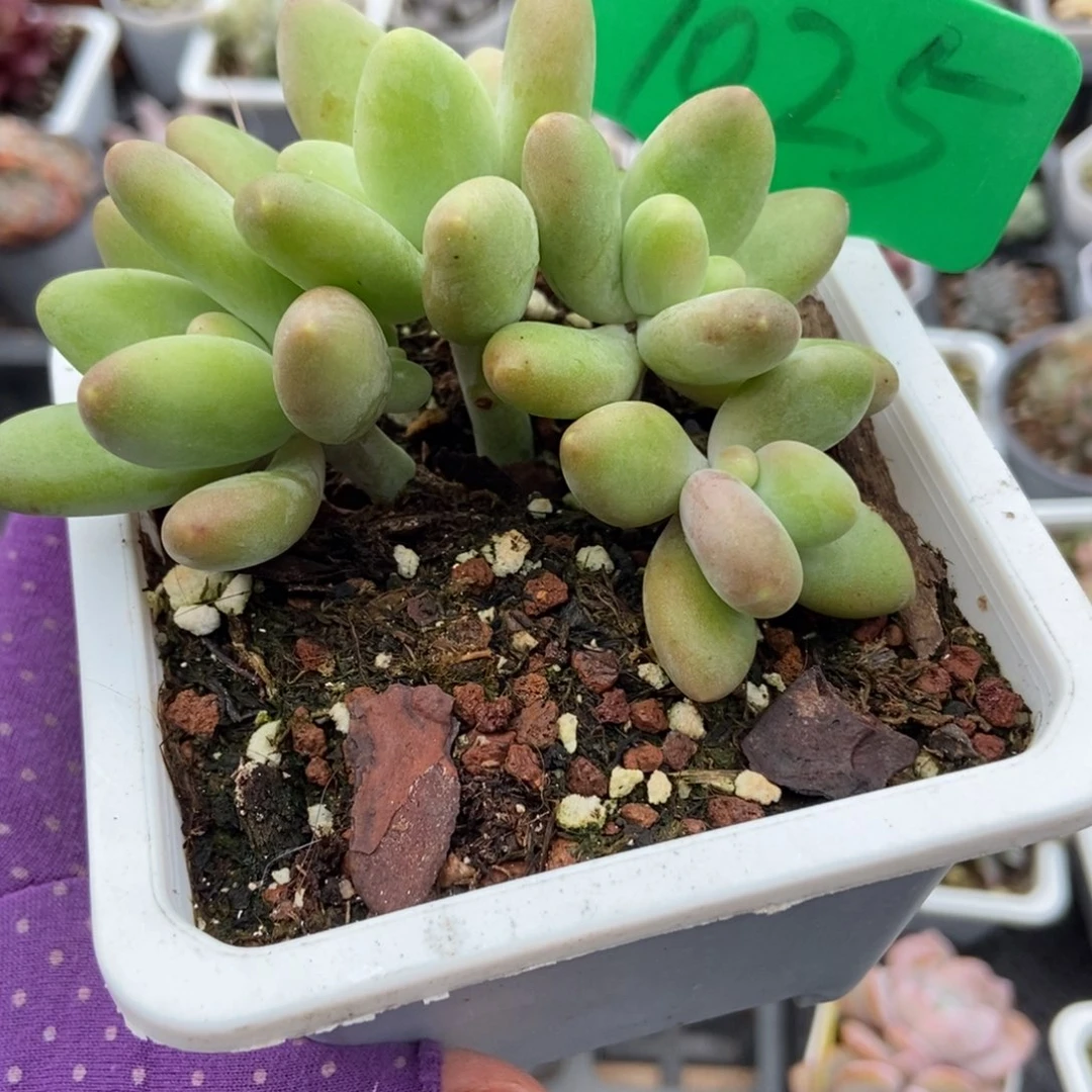 1025芒果奶多肉植物