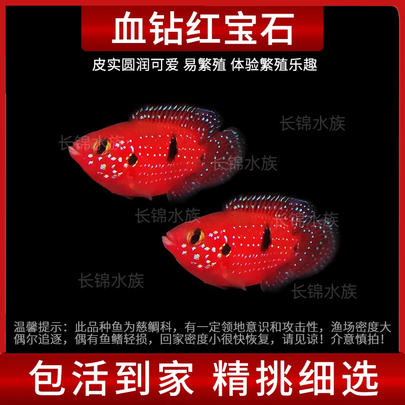 红宝石鱼热带观赏鱼血钻三湖慈鲷鱼蓝宝石鱼活体淡水鱼宠物鱼包活