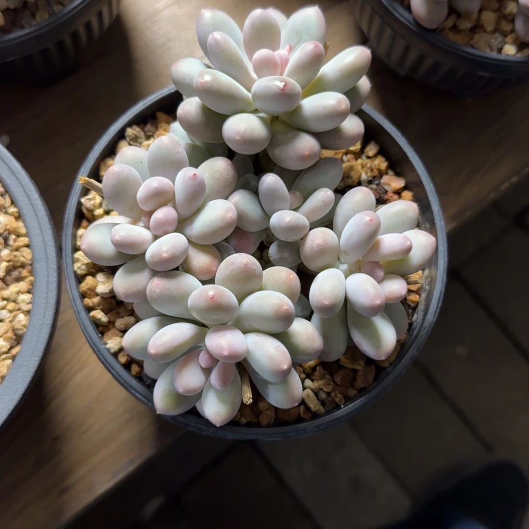 七彩美人111111111111111111