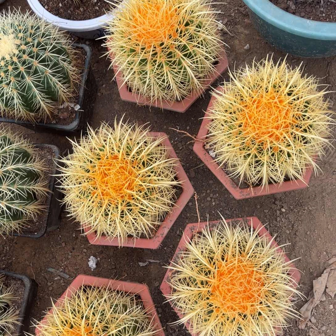 怒虎随机一颗。