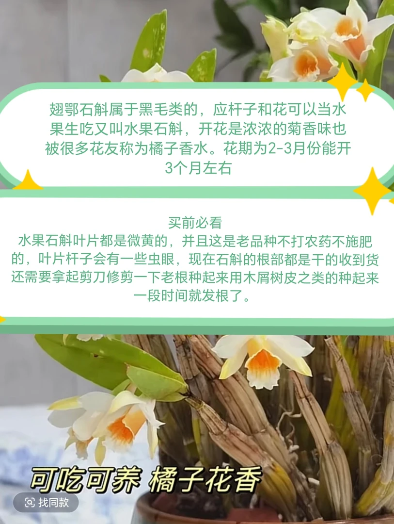 水果石斛（此品种叶片和杆子本身就是微黄）能接受再拍（一物一拍）