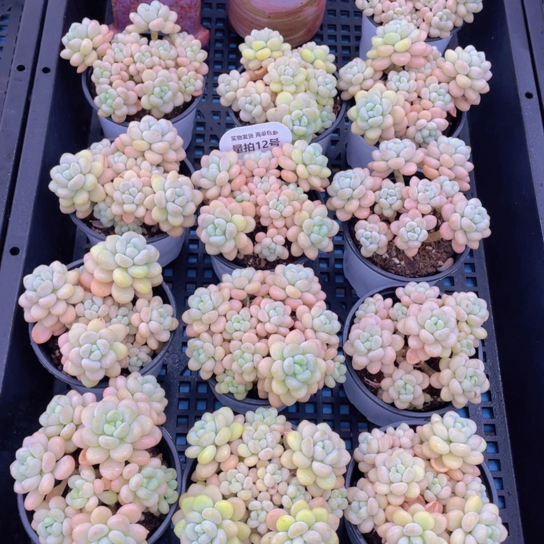 量拍12号洛可可老桩手捧大群生一个