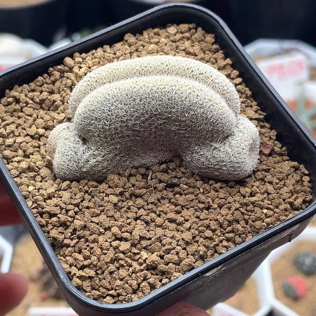 花冠 月世界肠缀仙人球带盆土