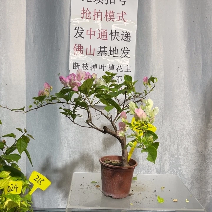 当前无花栽培后可以开花22魅惑