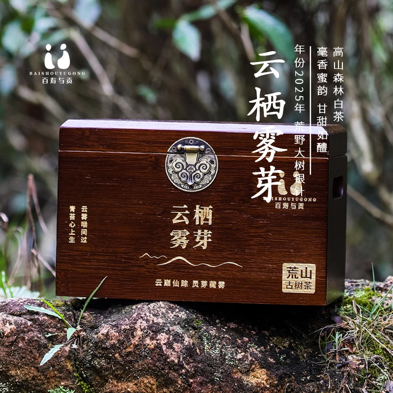 「百寿与贡x春茶预售」2025年云栖雾芽荒野大树炭焙白毫银针500g
