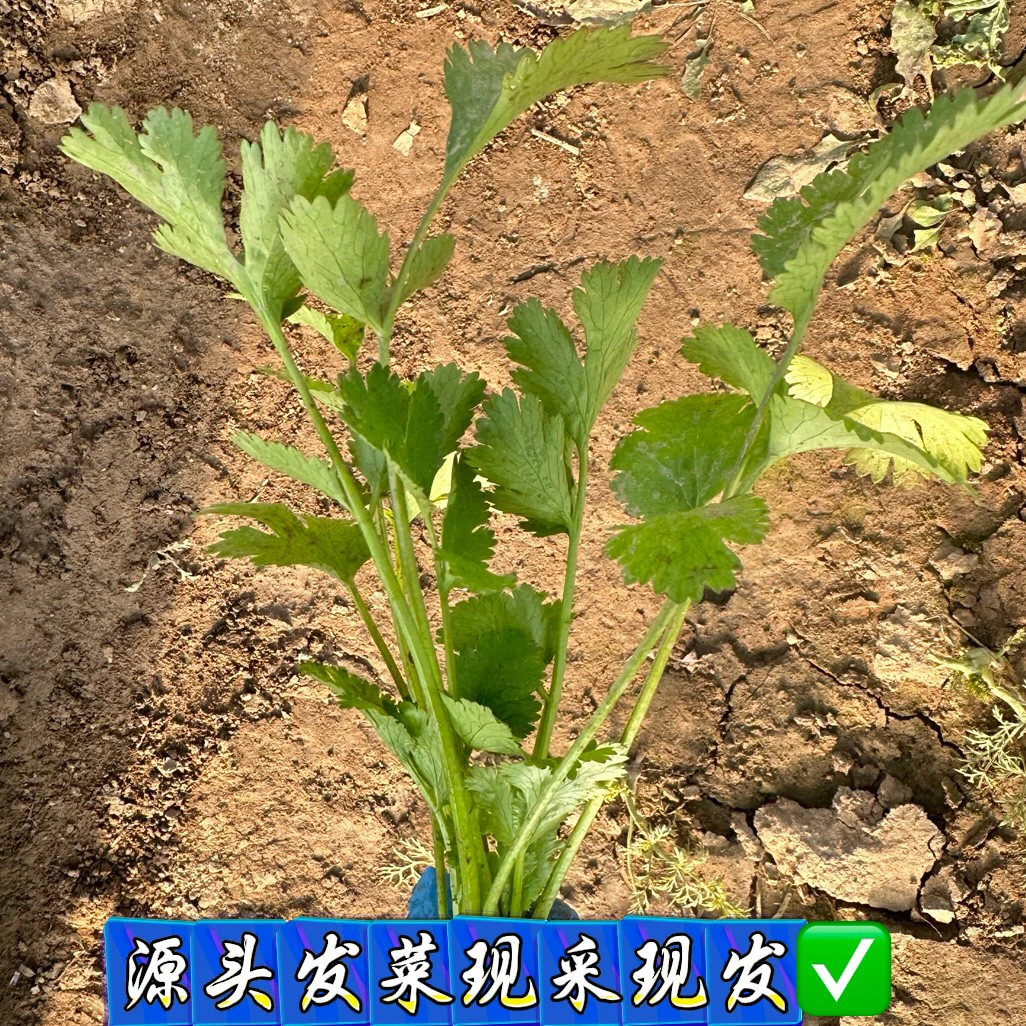 源头冬季鲜香新鲜河北大叶香菜产地发货，时令蔬菜配菜火锅