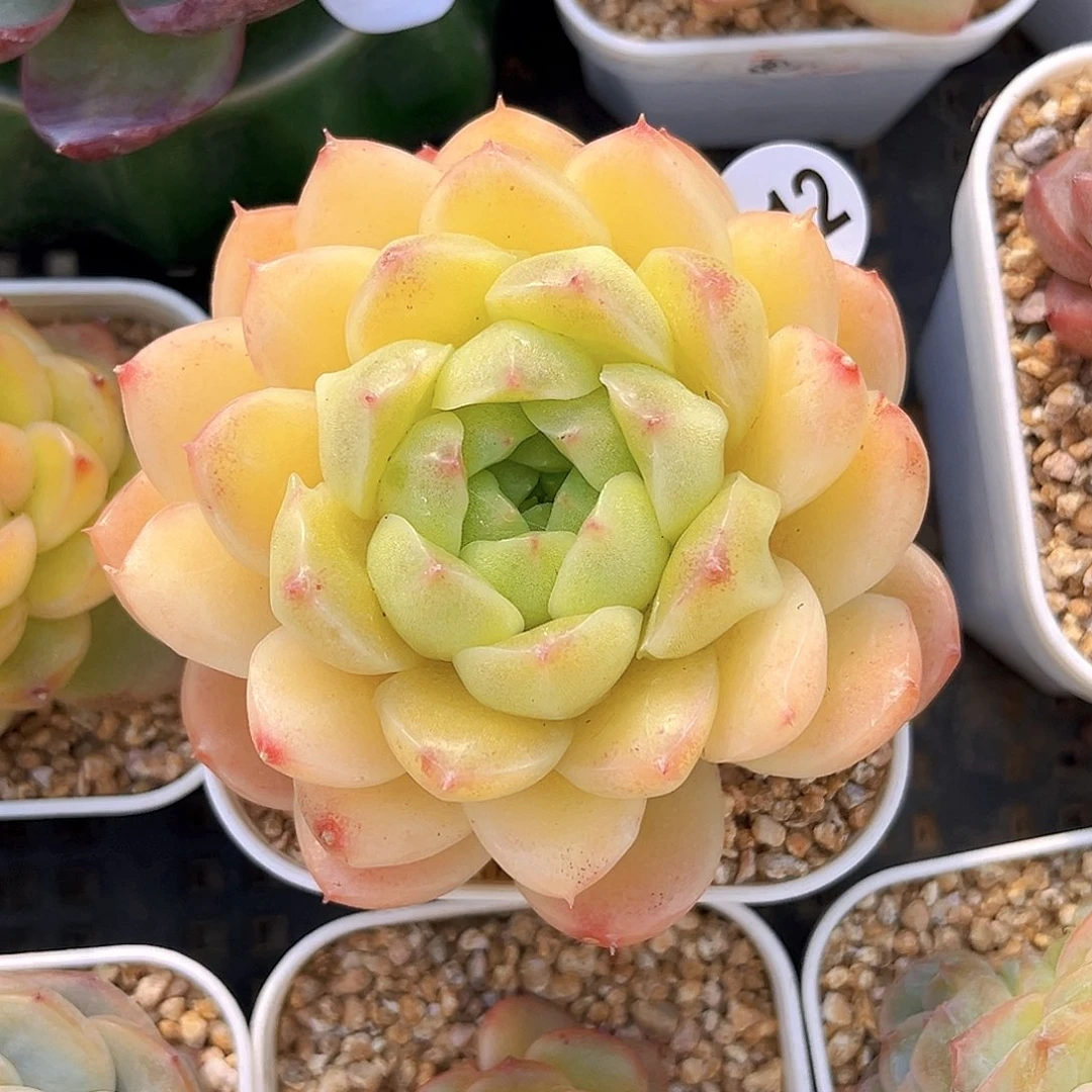 312 朣朦珍妮 满18包邮