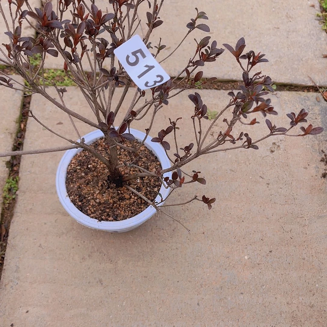 红陶直播时间一定一起