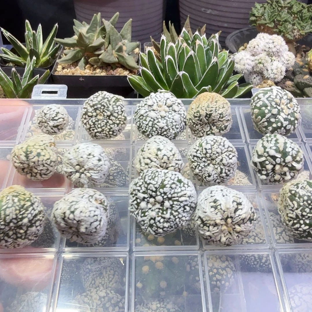 E***代多肉植物多肉植物