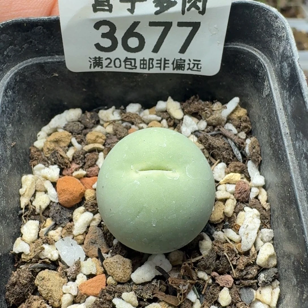 鸽子蛋2.0带盆土
