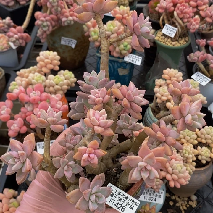 淡雪老桩有砍428多肉植物