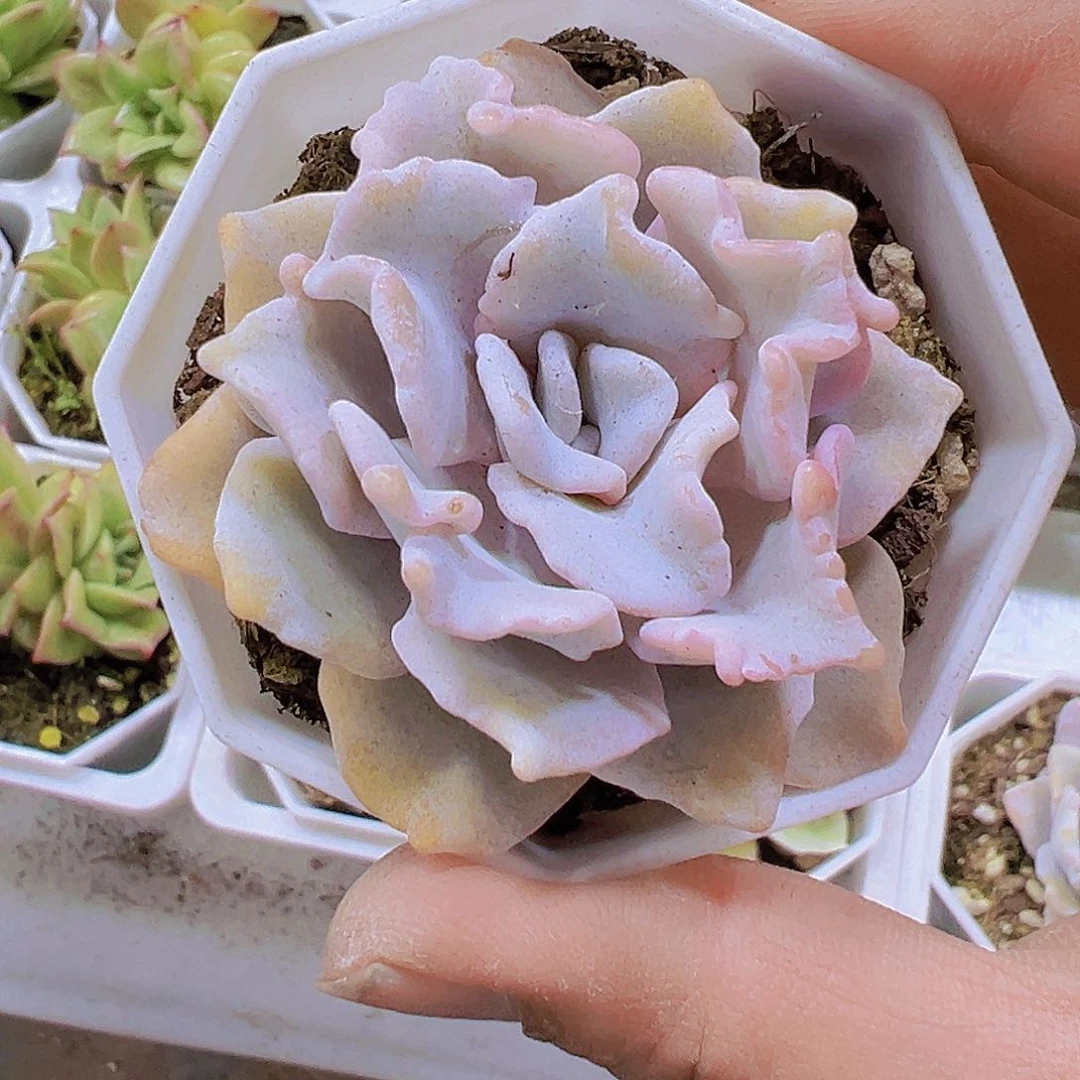 白饺子皮单头19包邮