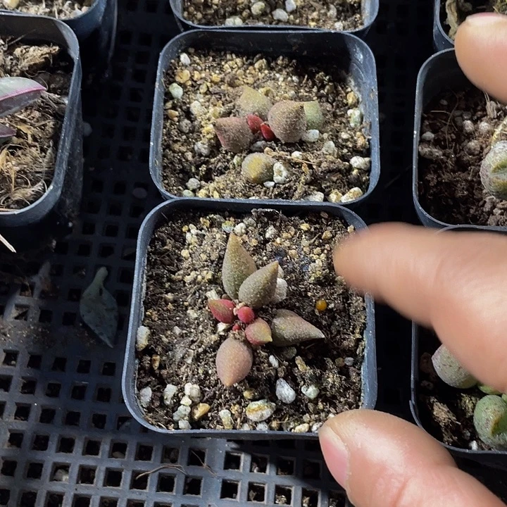 小辣椒水泡带盆土发