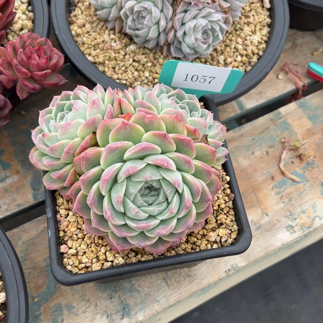 莲*蕊1057多肉多多多多多