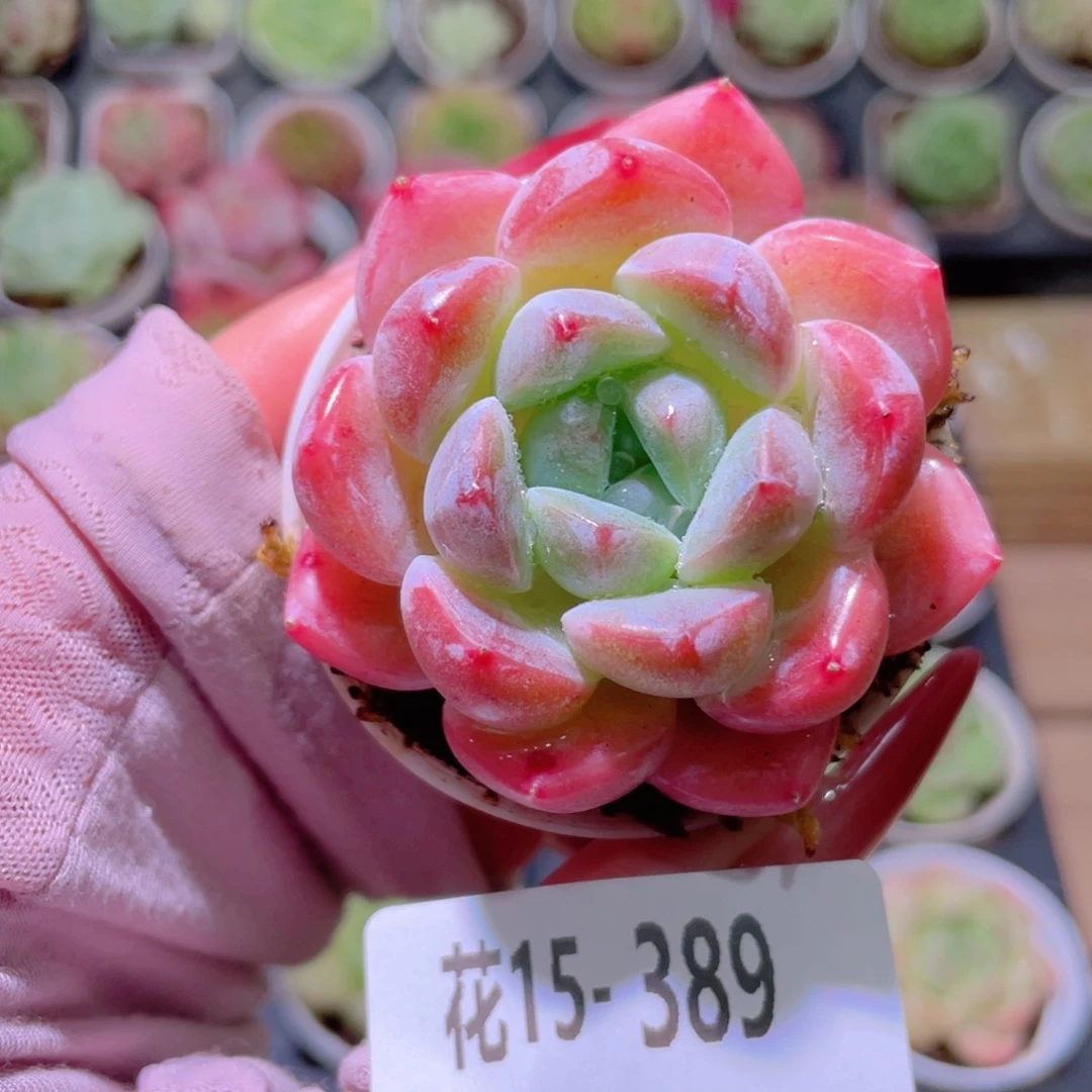 花利美15-389冰娃娃