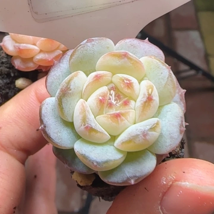 550  新品粉 桃露