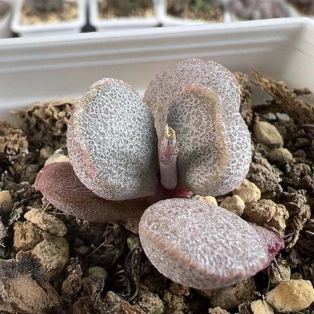 纯木质桩冰晶颗粒款实生新品