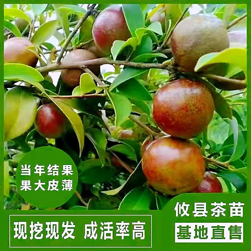 高产油茶树苗杯苗带土带叶发货正宗山茶油山茶籽