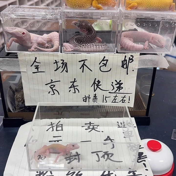 豹纹守宫很烦俊俊