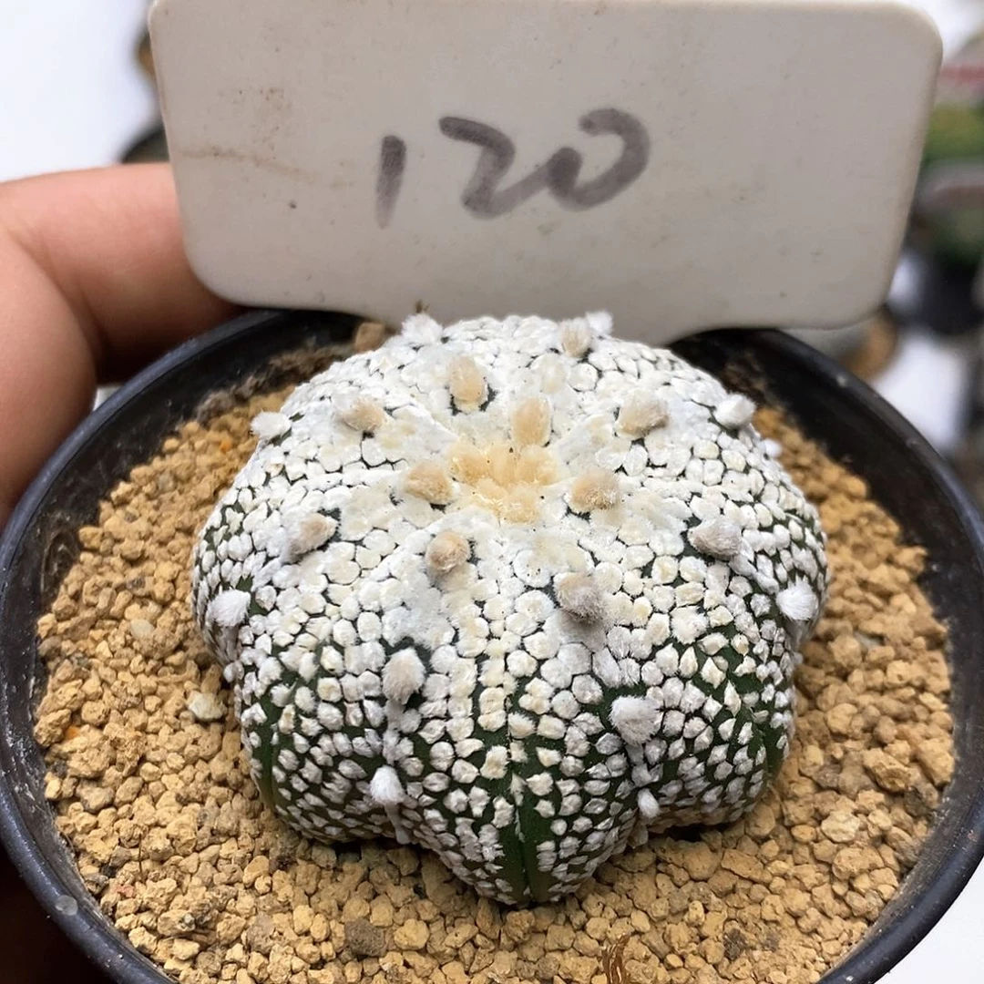 120奇迹福利特价咯哦