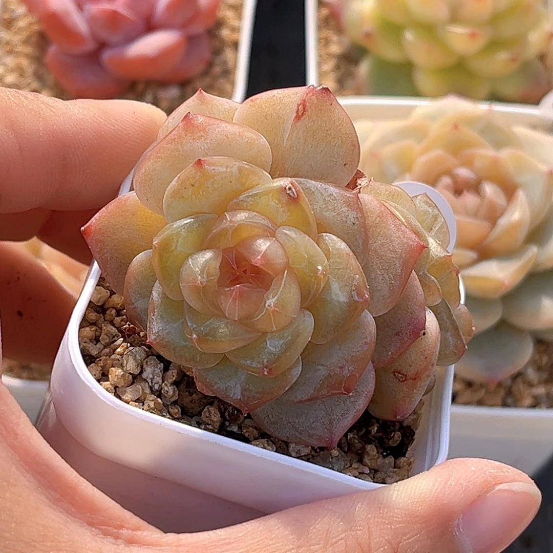 203 新品珍妮  满18包邮 不包整