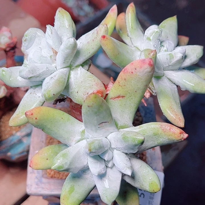 5535拇指仙女吧多肉