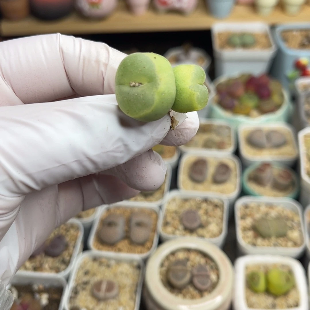 多肉植物一物一拍106