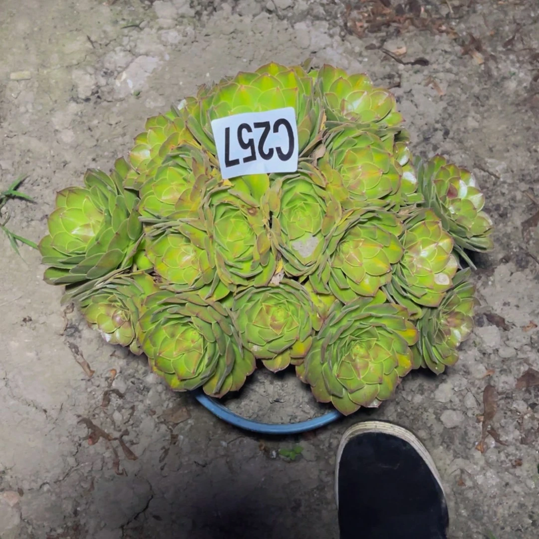 抹茶法师16/1包邮