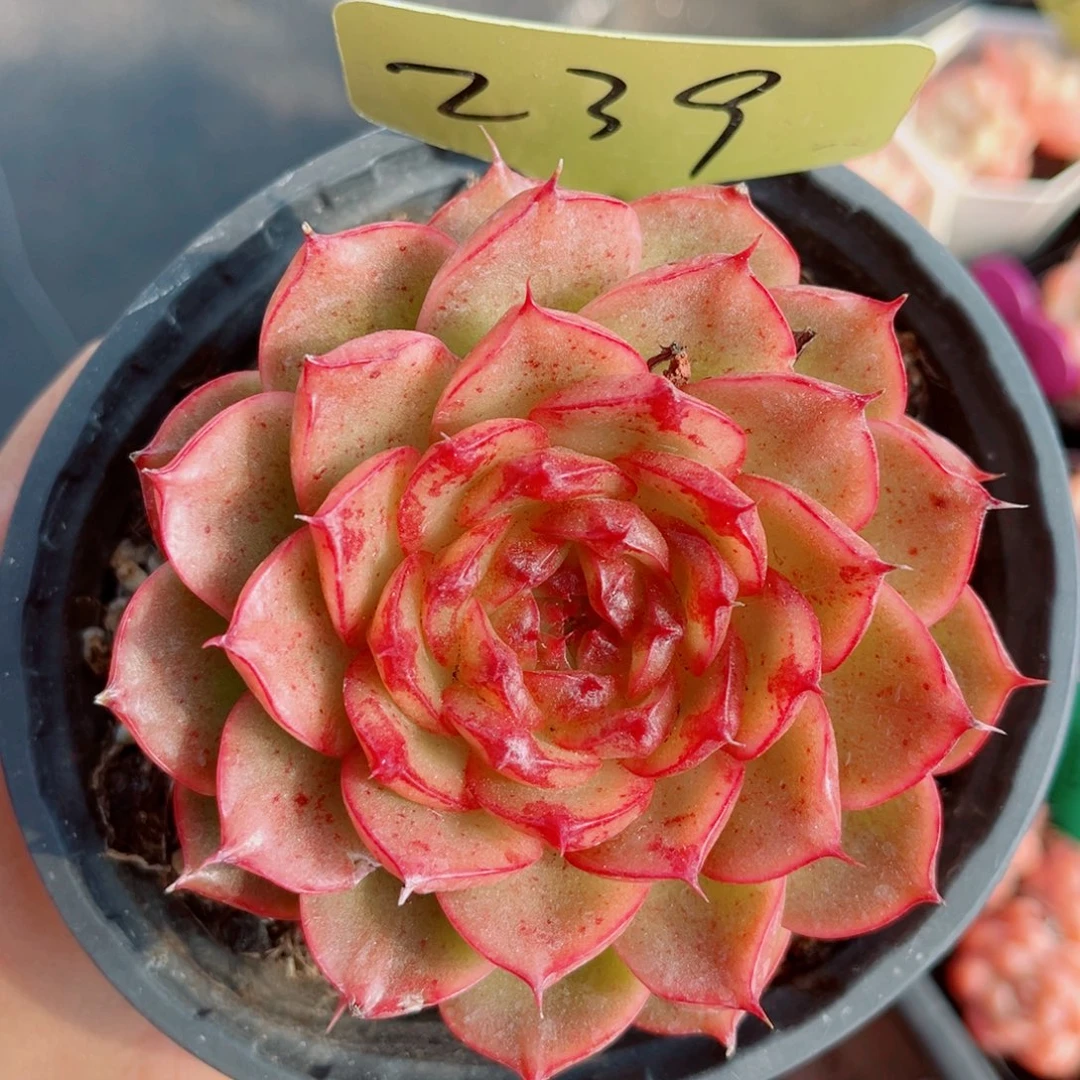 239号小老桩珊瑚单头