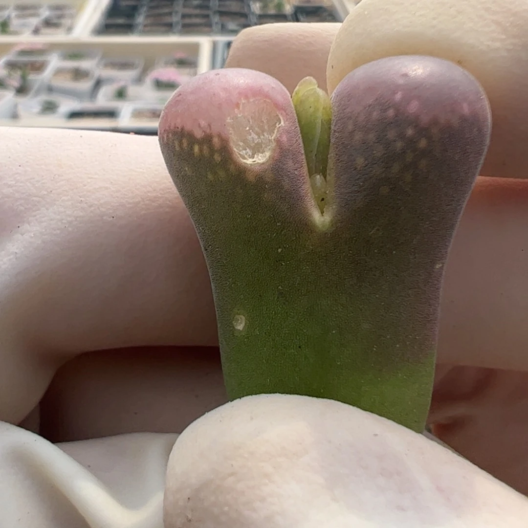 122 好看的多肉冲冲冲