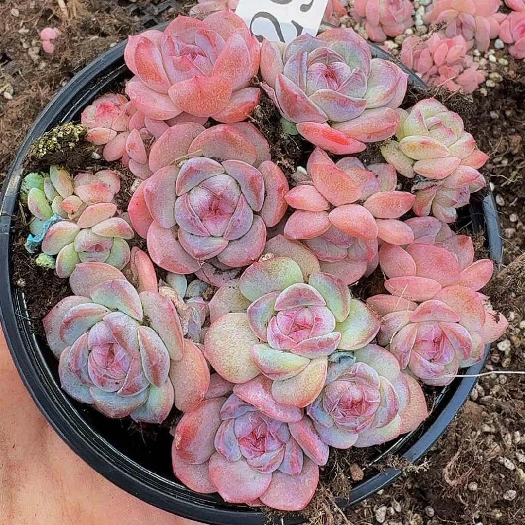 多肉植物多肉植物298