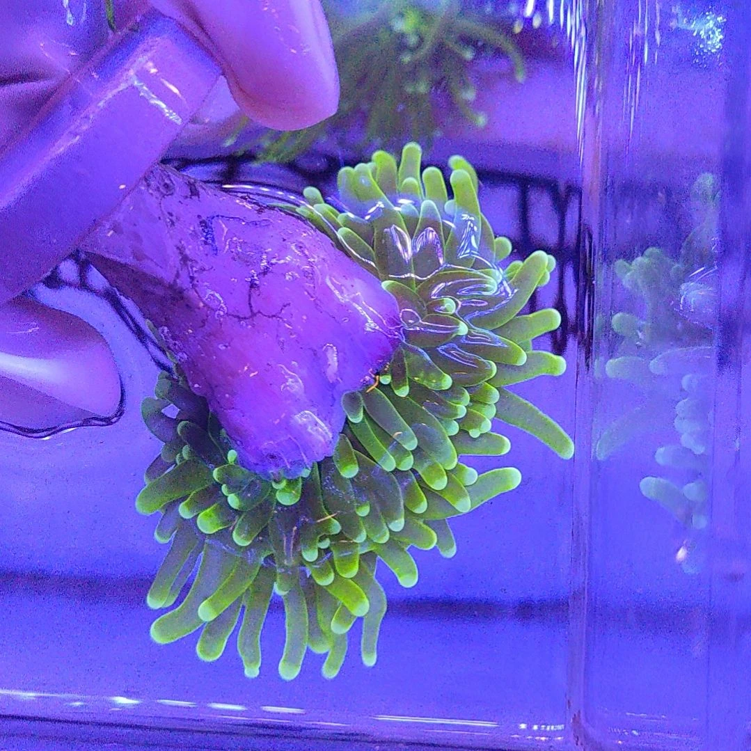 智海海洋 活体不支持退货不包邮