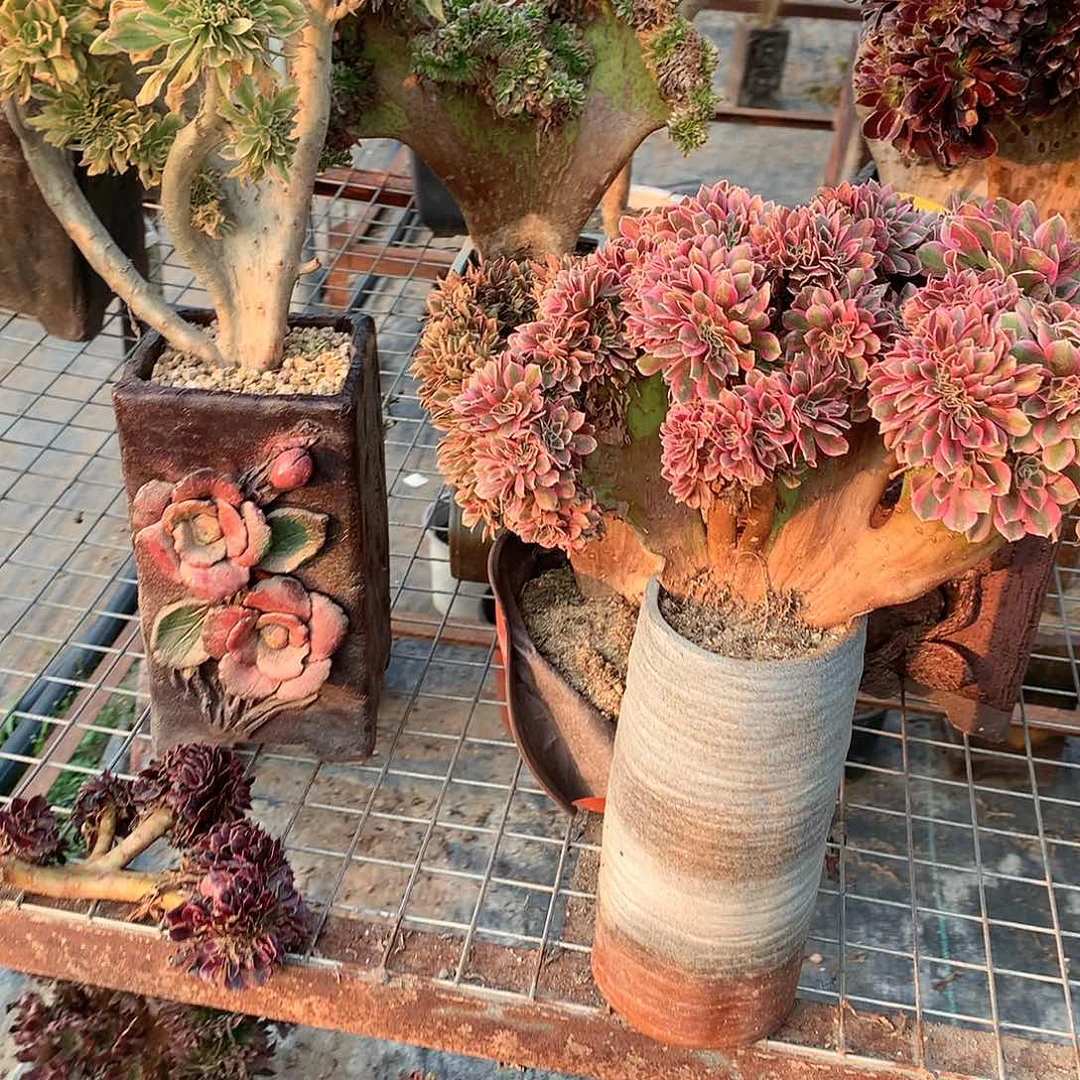 红陶紫*两颗套餐缀化