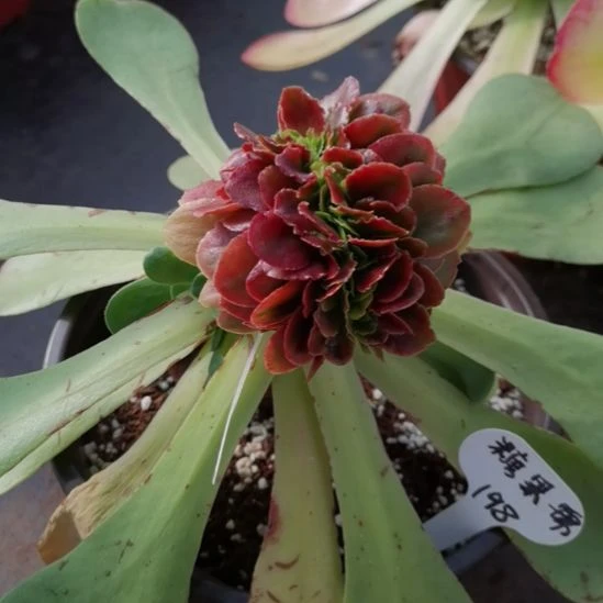 糖果锦缀化带砧木发货