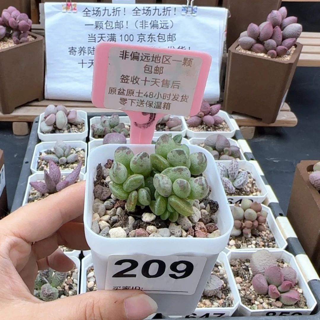 209鼓槌多肉植物