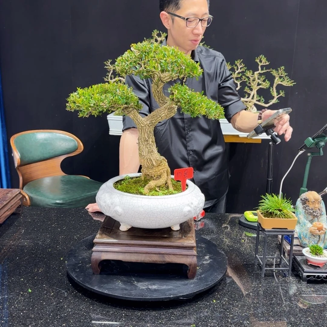 黄杨室内室外盆景艺术