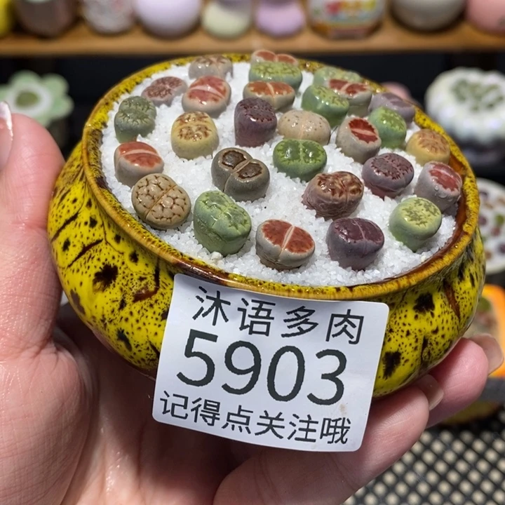 带盆土植物 一物一拍5903