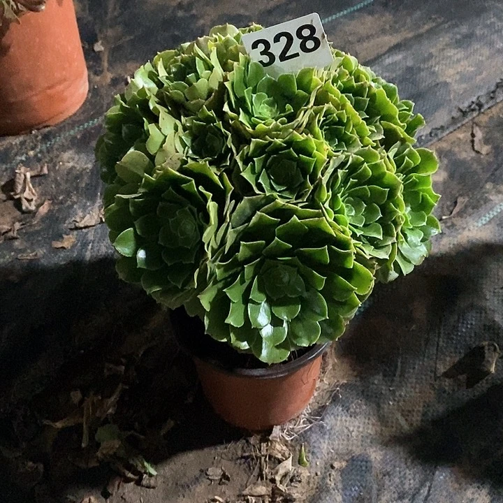 用****3法师植物一物一拍12345678