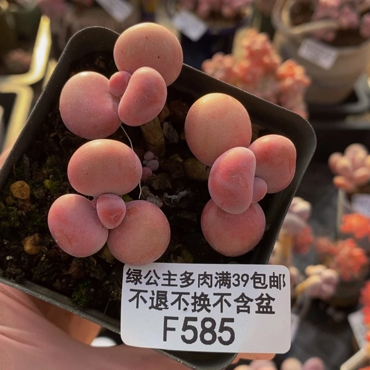 腰子桃蛋5cm585多肉植物