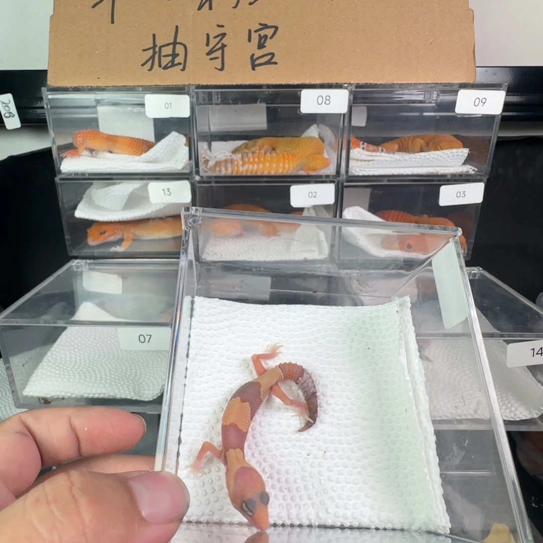 豹纹守宫橘白弟弟