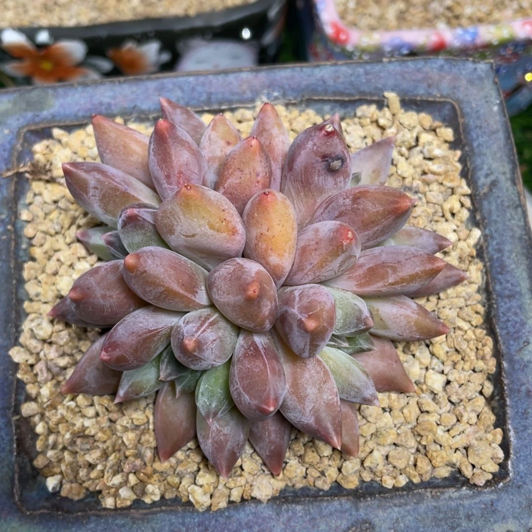 5头重楼多肉植物