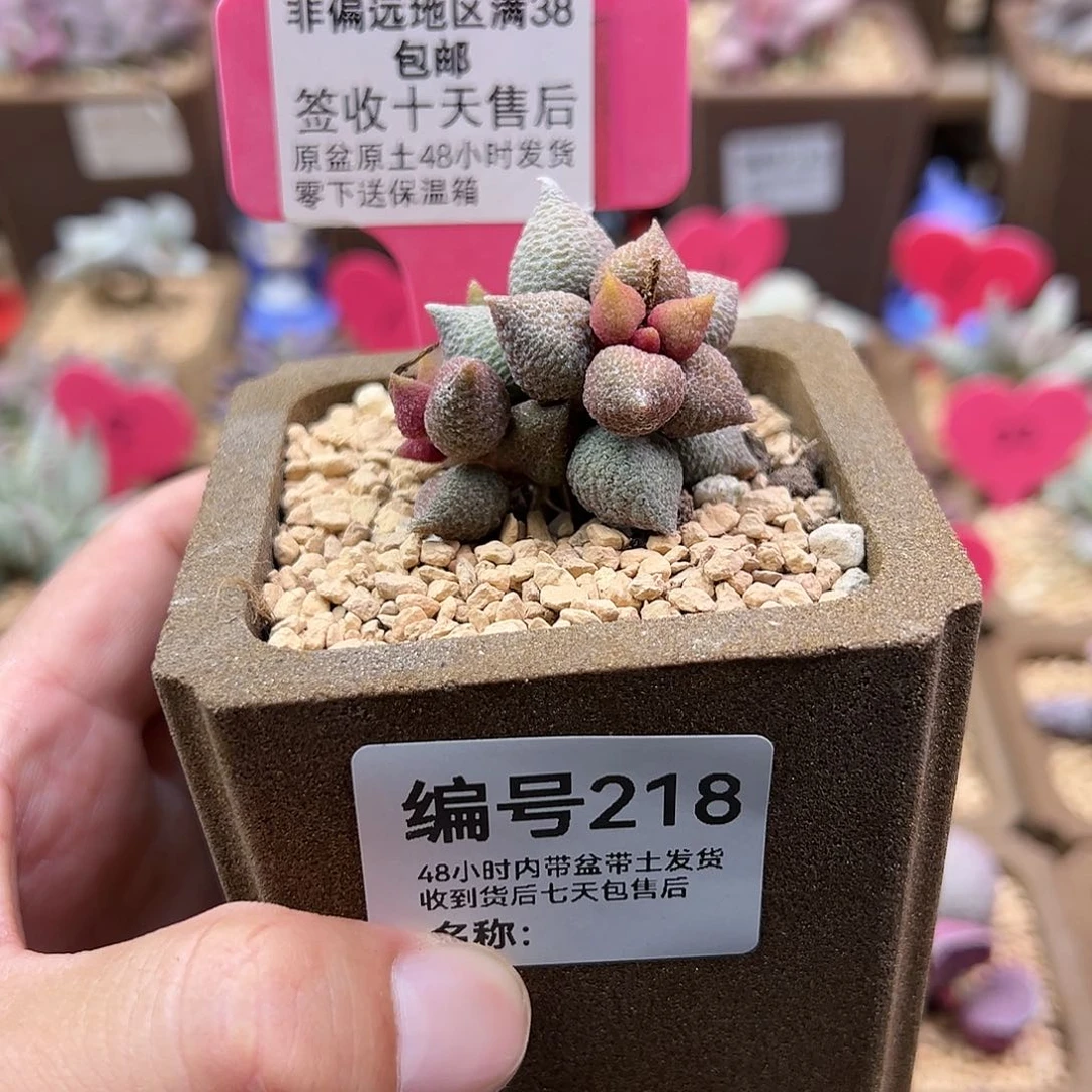 森**树218小辣椒多肉植物