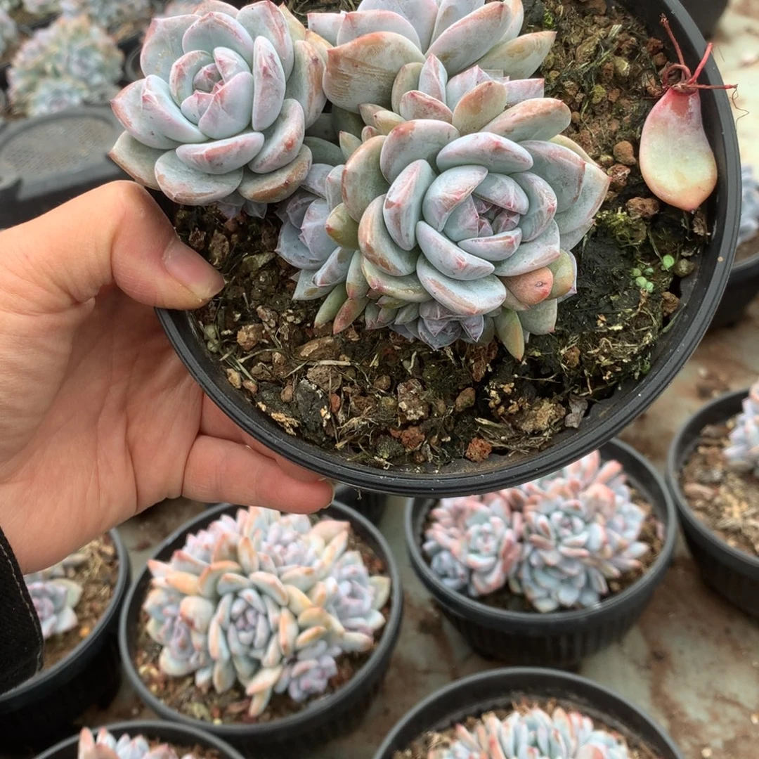 无花朵多头无砍群哈哈哈哈哈哈哈哈