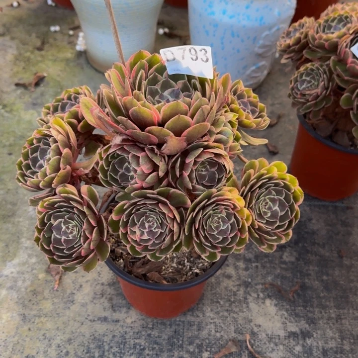 无花朵000000000793粉花妖