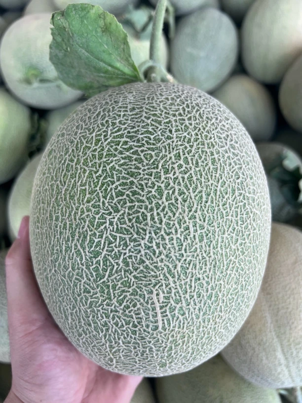 新疆哈密南湖精品西州蜜