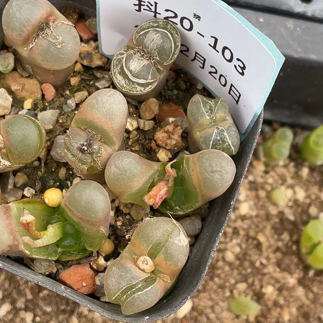 20-103肉锥多肉植物