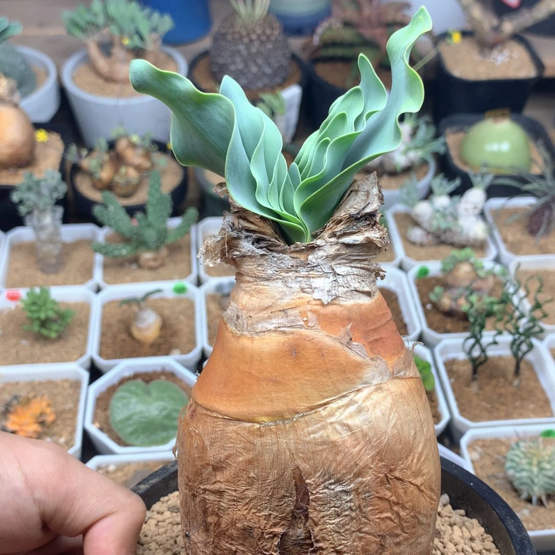 产地巨凤之卵脱土6.5cm