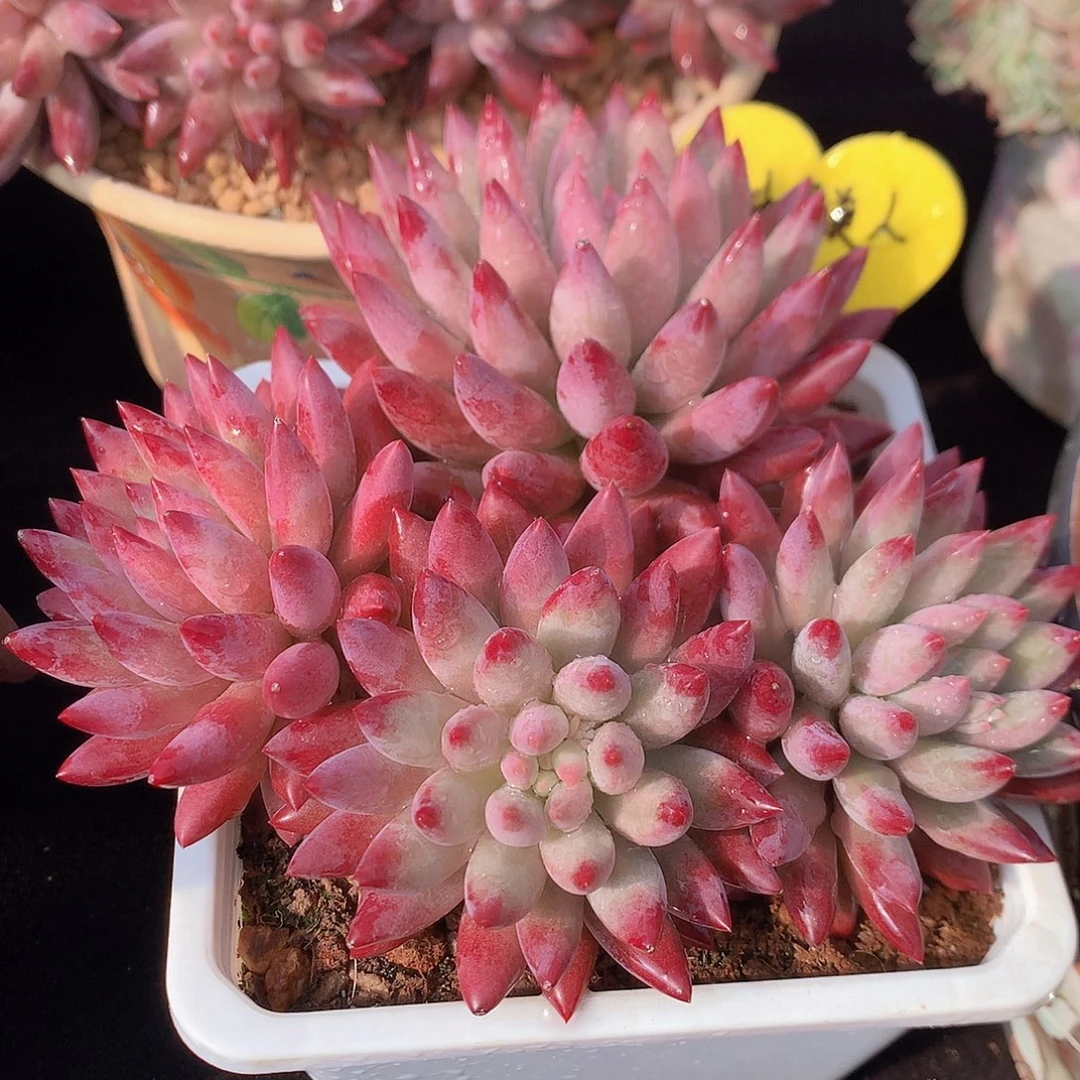 紫体虞美人多肉一物一拍